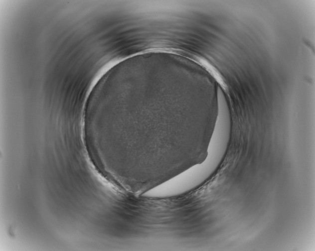 X0000096480955200802071916