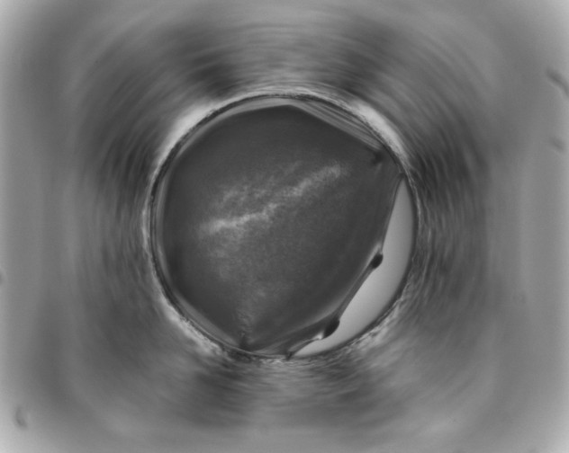 X0000096480958200802071916