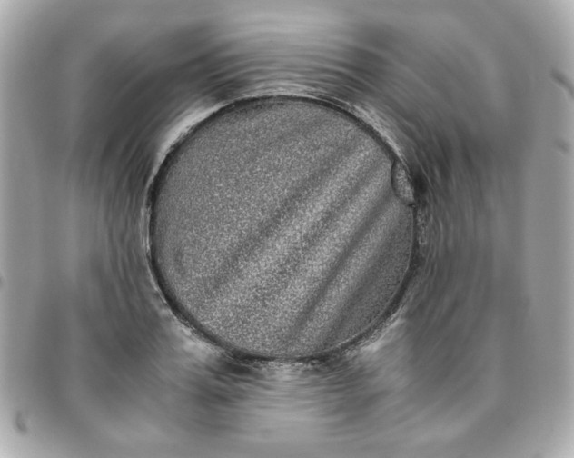 X0000096480987200802071915