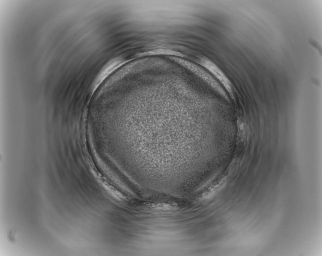 X0000096481002200802071915