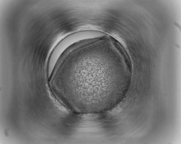 X0000096481008200802071915