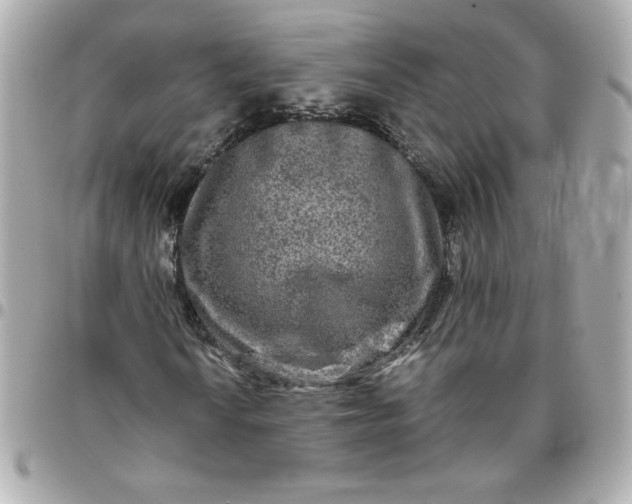 X0000096481010200802071914