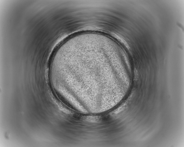 X0000096481029200802071915