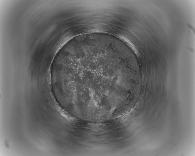 X0000096481031200802071915