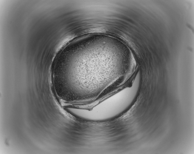 X0000096481034200802071915