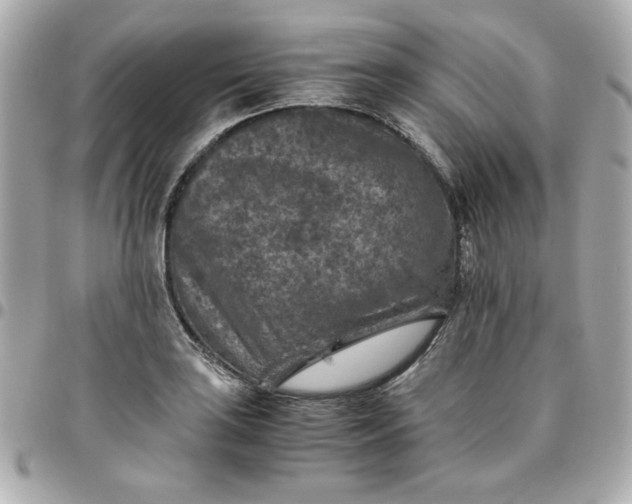 X0000096481035200802071915