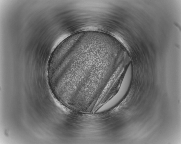 X0000096481042200802071915