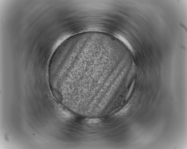 X0000096481043200802071915