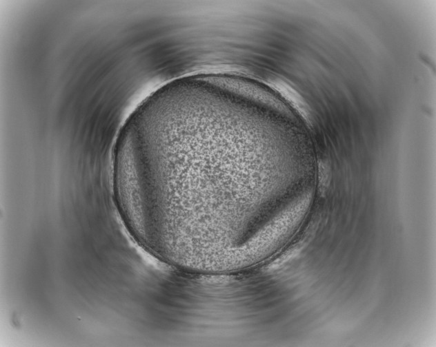 X0000096481046200802071915