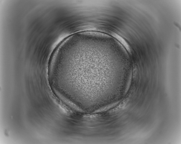 X0000096481051200802071915