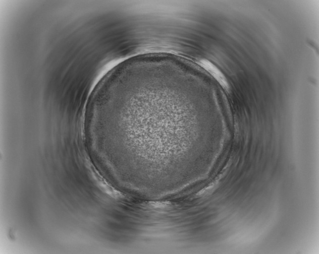 X0000096481052200802071915