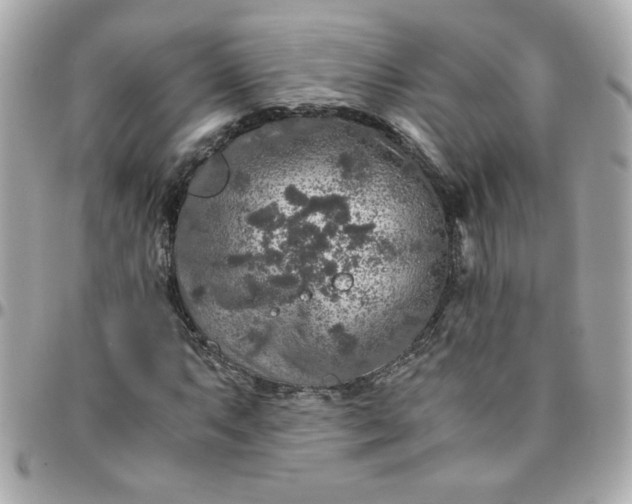 X0000096481063200802071914