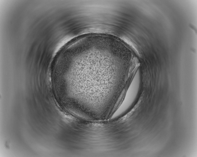 X0000096481070200802071914