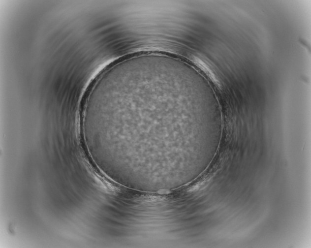 X0000096481076200802071914