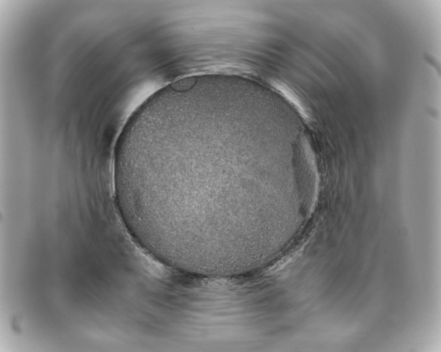 X0000096481079200802071914