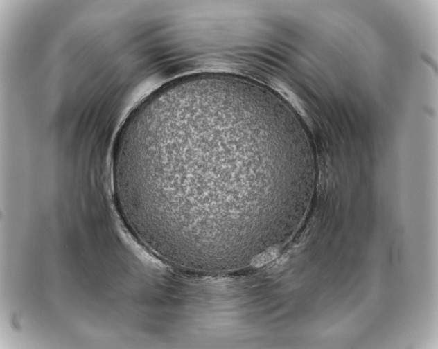 X0000096481080200802071914