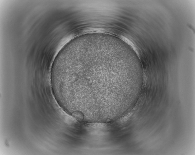 X0000096481090200802071914