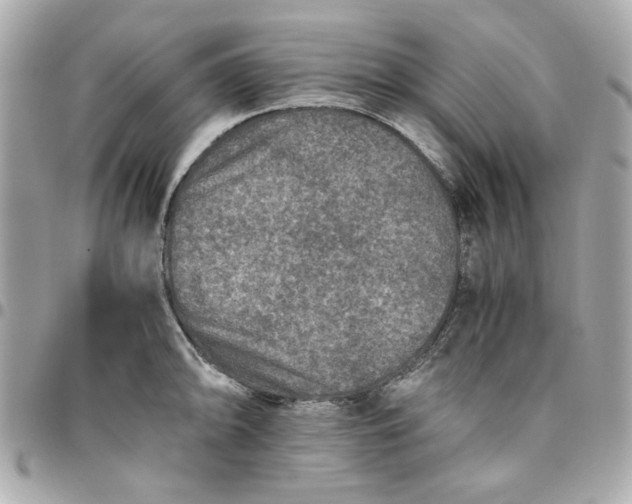 X0000096481094200802071914