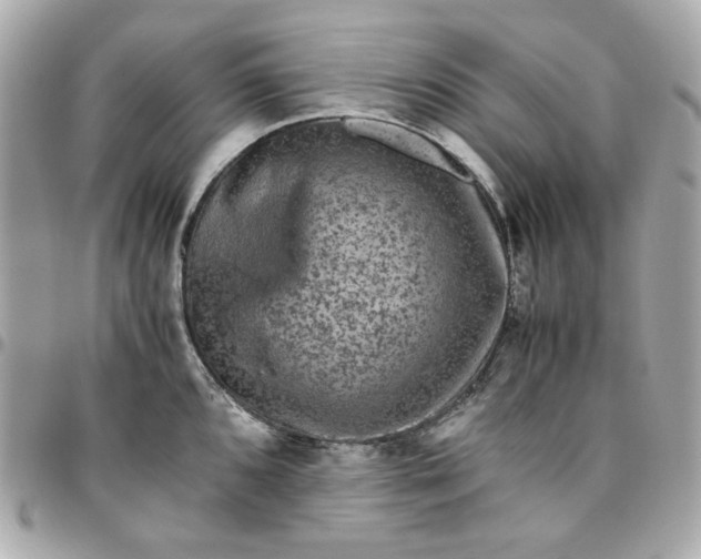 X0000096481096200802071914