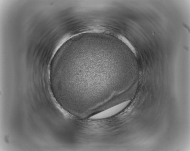 X0000096481099200802071914