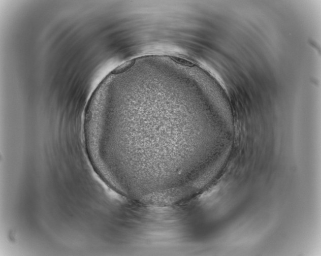 X0000096481103200802071914