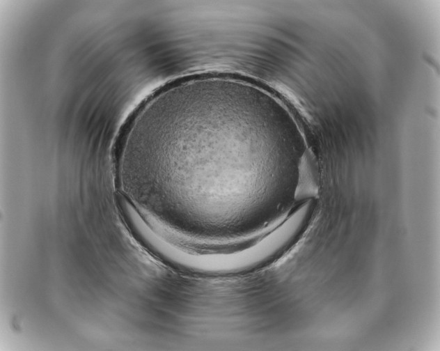 X0000096481118200802071913