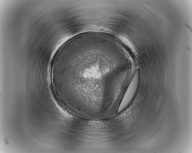 X0000096481128200802071913