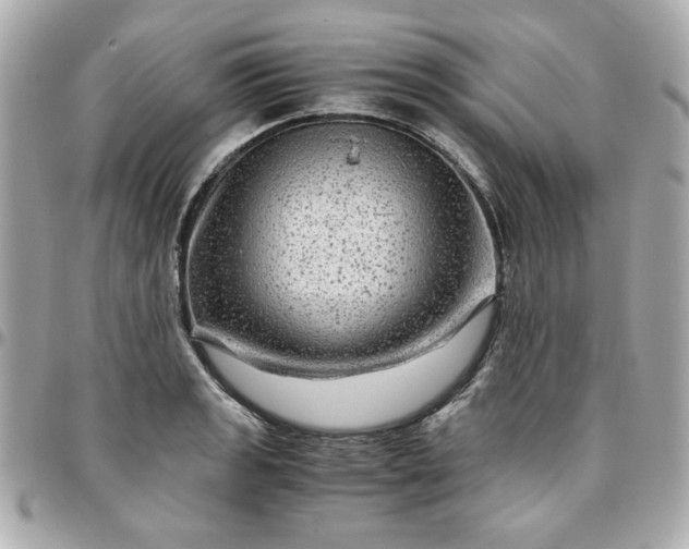 X0000096481133200802071913