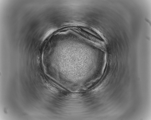 X0000096481163200802071913