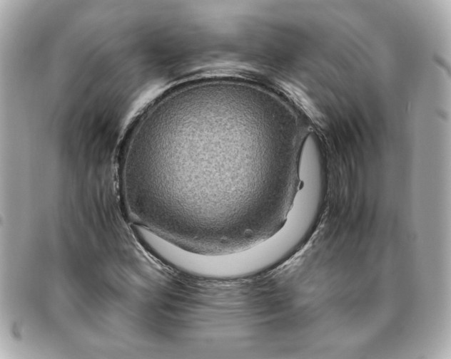 X0000096481164200802071913