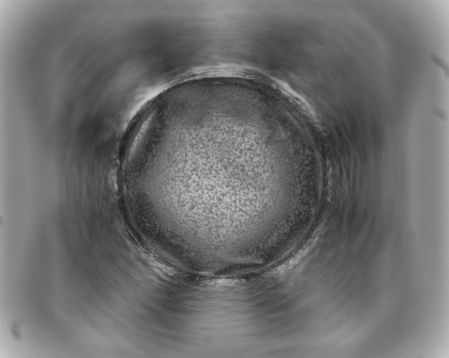 X0000096481166200802071913