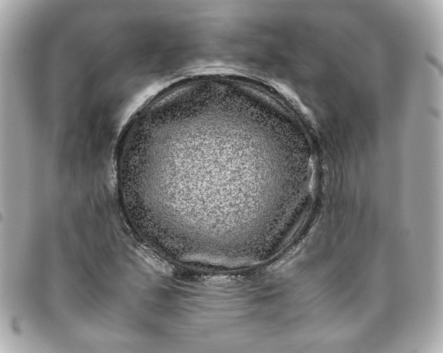 X0000096481167200802071913