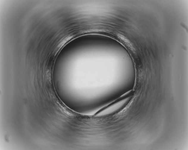 X0000096481177200802071913