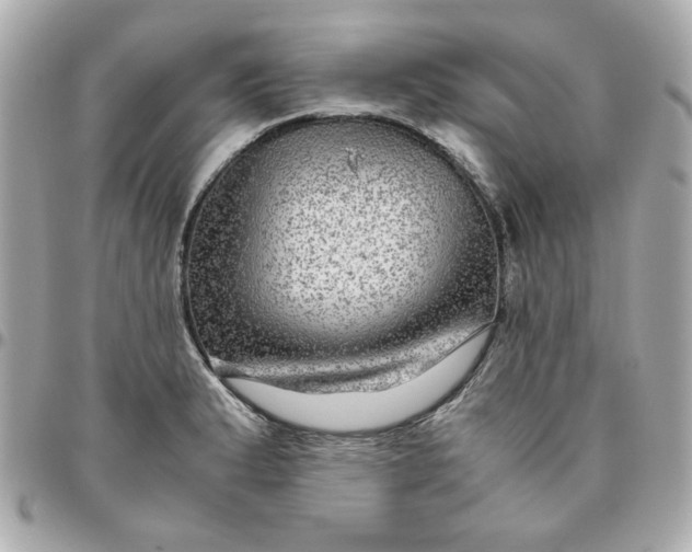 X0000096481183200802071912