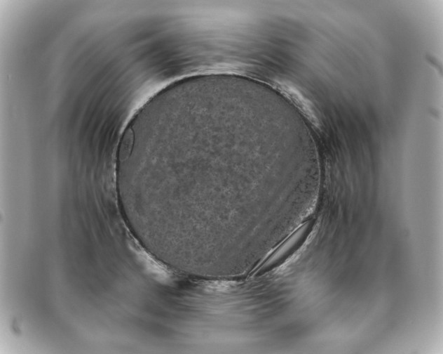 X0000096481184200802071912