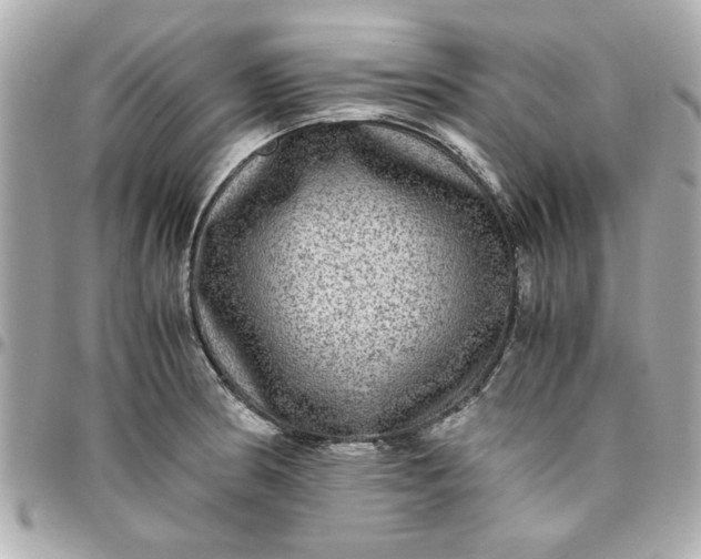 X0000096481186200802071912