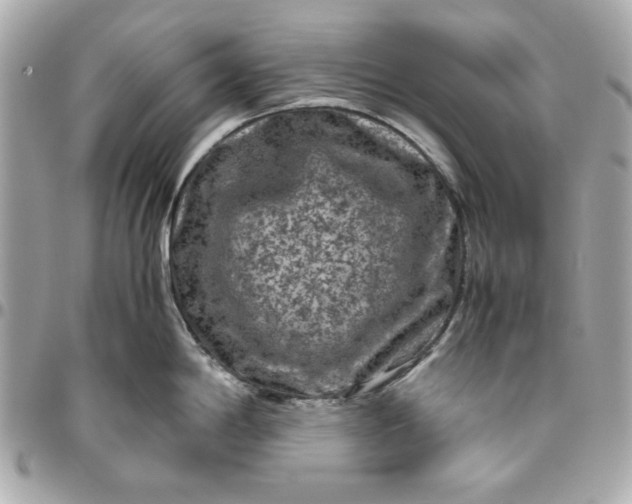 X0000096481198200802071912