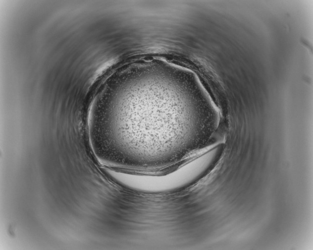 X0000096481210200802071911