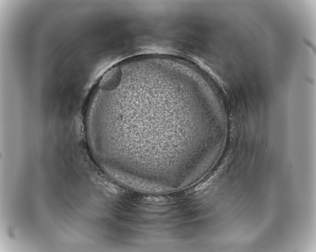 X0000096481215200802071911