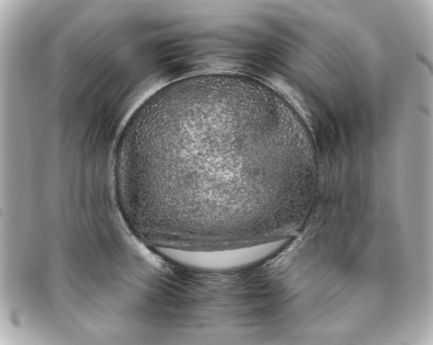 X0000096481235200802071912