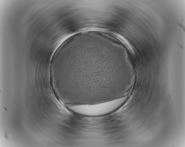 X0000096481244200802071912