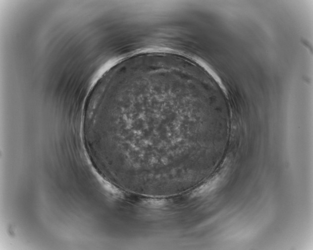 X0000096481245200802071912