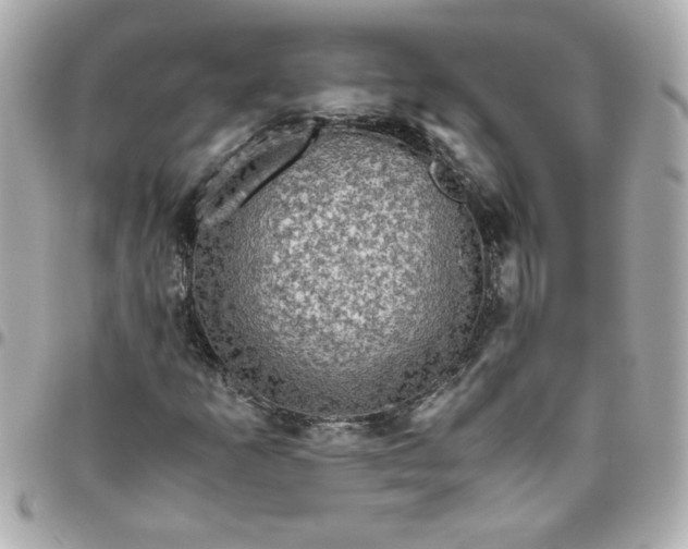 X0000096481253200802071911