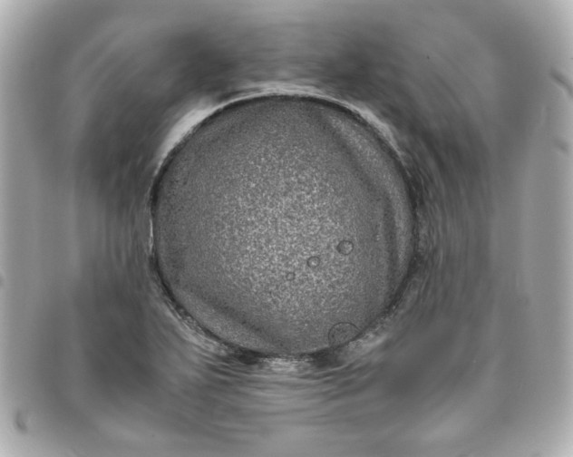 X0000096481271200802071911