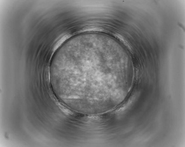 X0000096481274200802071911