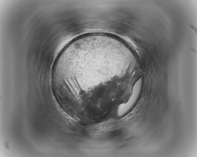 X0000096481279200802071911