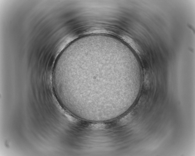 X0000096481282200802071911