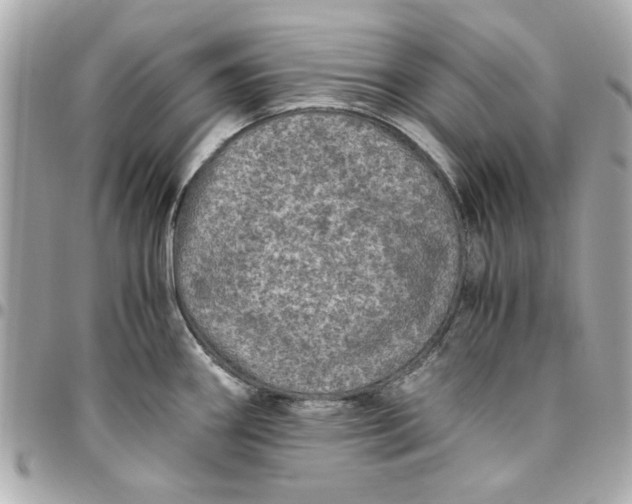 X0000096481290200802071911