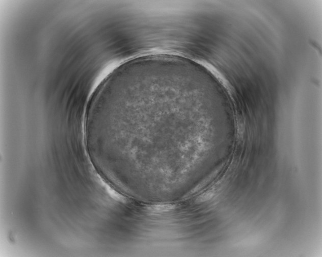 X0000096481294200802071911