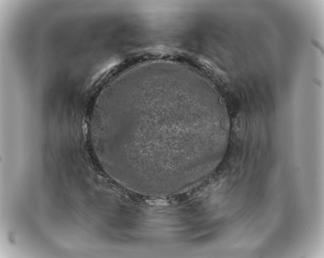 X0000096481302200802071910